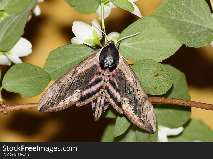 Hawk moth (Sphinx ligustri)