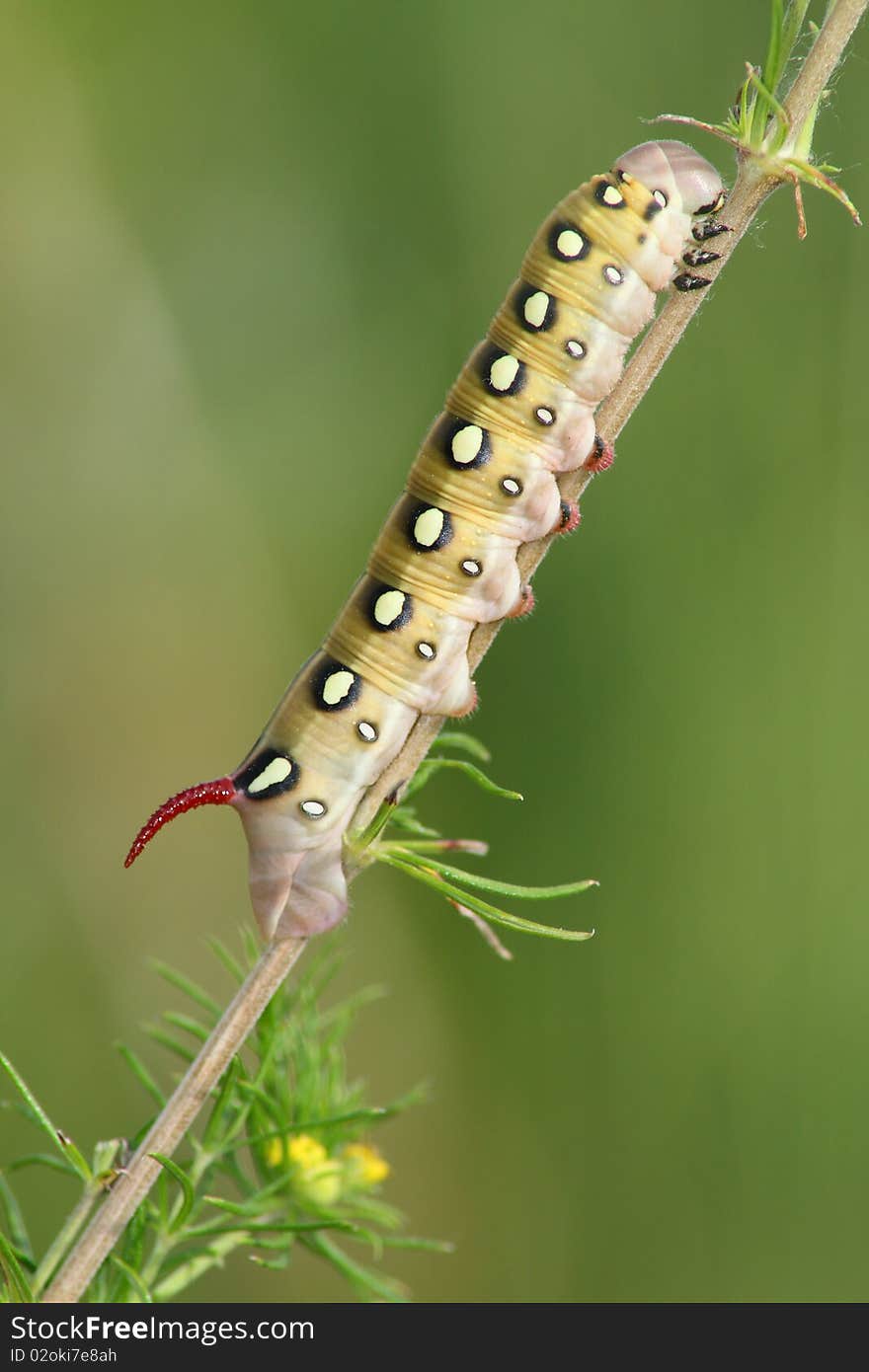 Hawk Moth Caterpillar (Deilephila Gallii)