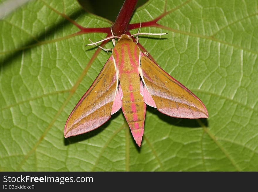 Hawk moth (Deilephila elpenor) rest in the leaf