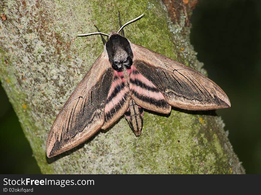 Hawk moth (Sphinx ligustri) rest in the tree trunk