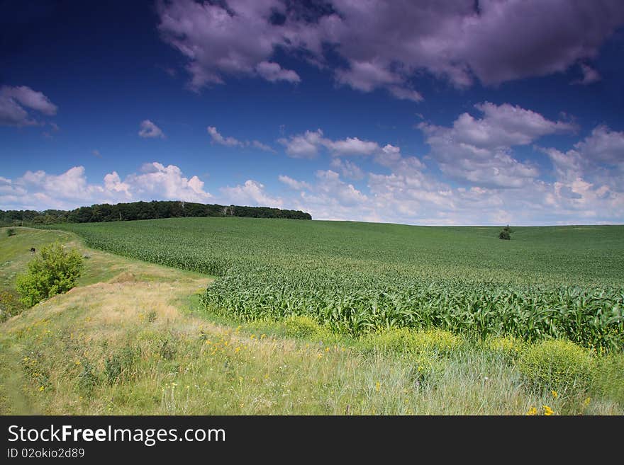 Green field under blue cloudy sky