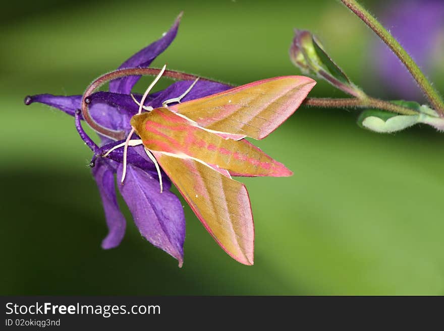 Hawk Moth (Deilephila Elpenor)