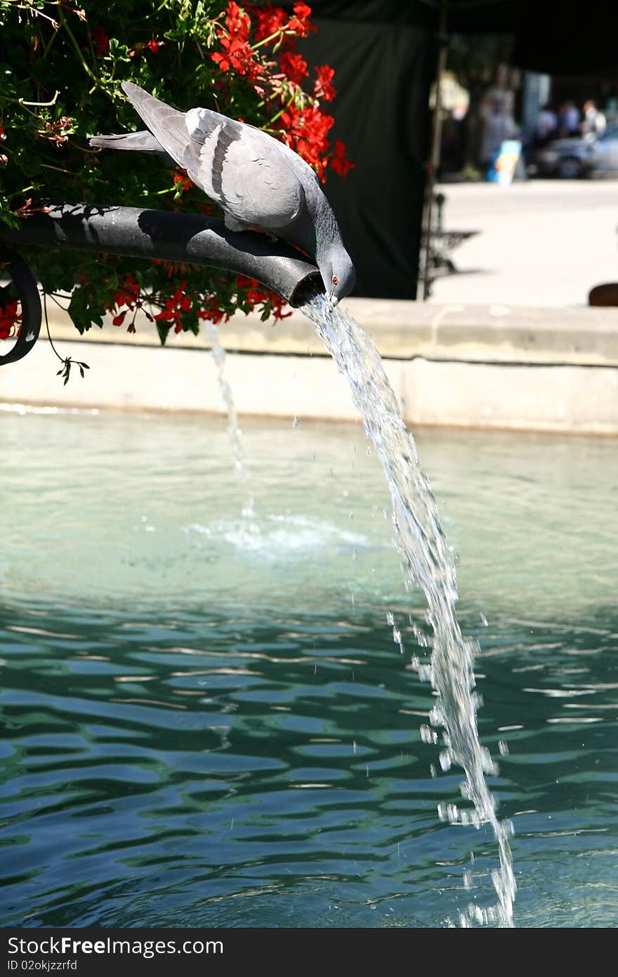 Pigeon drinking water from a fountain on a hot summer day on a marketsquare