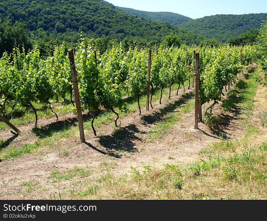 Vineyard