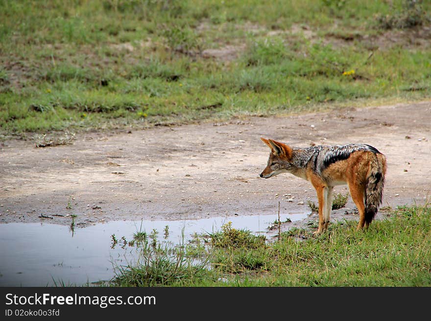 Black Backed Jackal