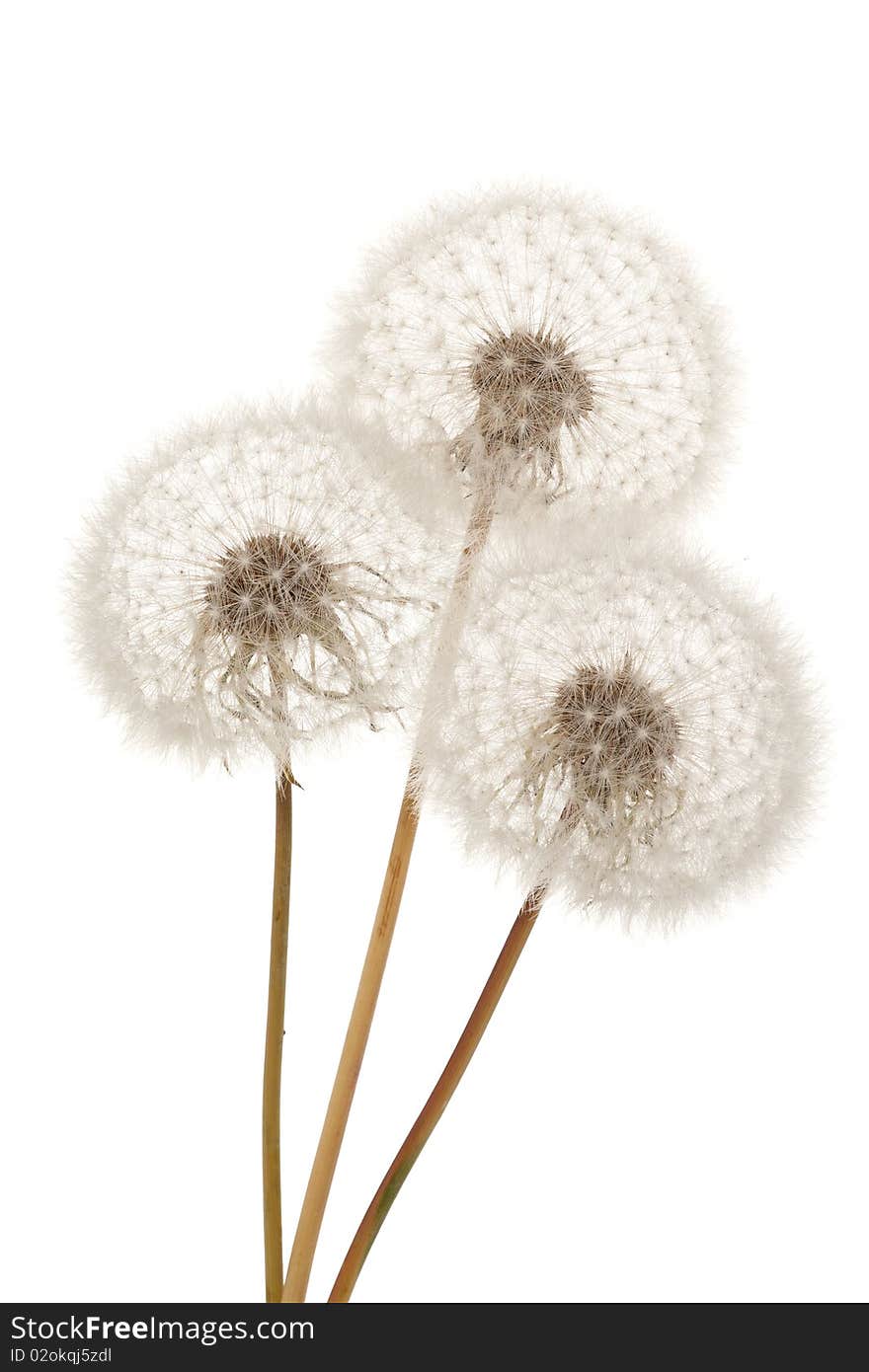 Fluffy Dandelion