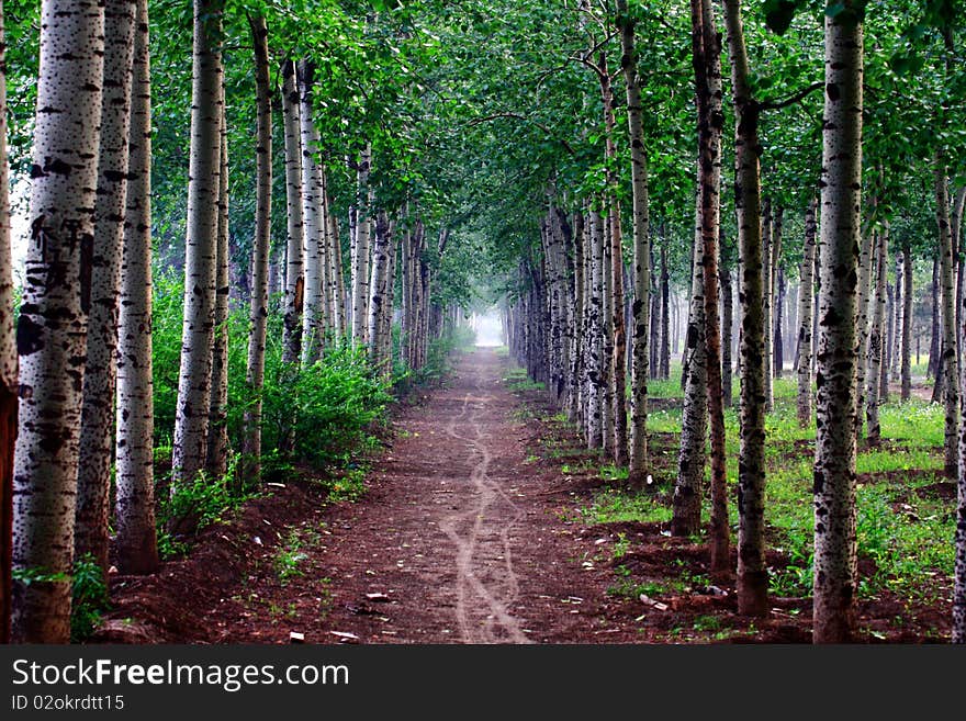 Quiet lane in a small forest