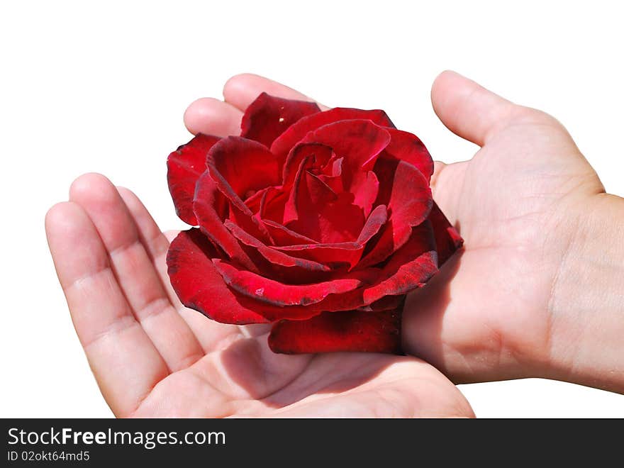 Red rose in female palms