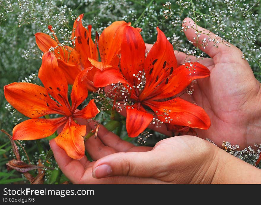 Orange lilies in female hands