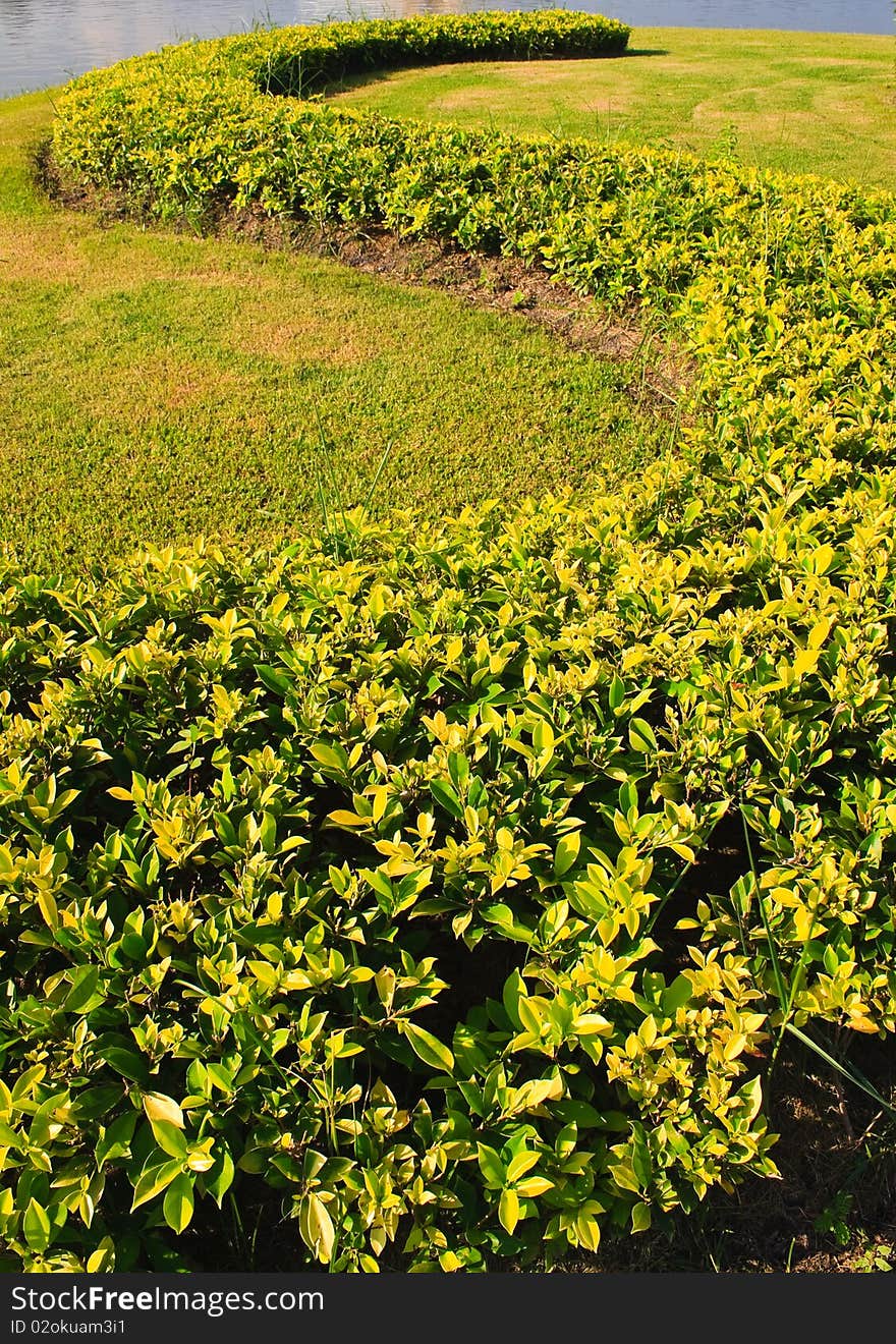 Beautiful green S shaped bush in park