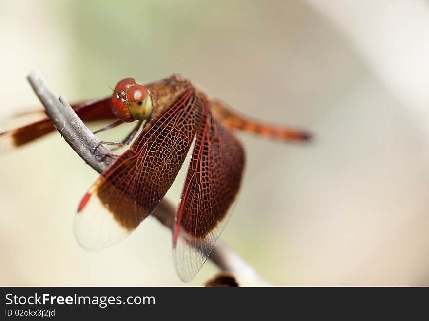 A dragonfly is a type of insect belonging to the order Odonata, the suborder Epiprocta or, in the strict sense, the infraorder Anisoptera. It is characterized by large multifaceted eyes, two pairs of strong transparent wings, and an elongated body. Dragonflies are similar to damselflies, but the adults can be differentiated by the fact that the wings of most dragonflies are held away from, and perpendicular to, the body when at rest. Even though dragonflies possess 6 legs (like any other insect), they are not capable of walking.

Dragonflies are valuable predators that eat mosquitoes, and other small insects like flies, bees, ants, and butterflies. They are usually found around lakes, ponds, streams and wetlands because their larvae, known as nymphs, are aquatic. A dragonfly is a type of insect belonging to the order Odonata, the suborder Epiprocta or, in the strict sense, the infraorder Anisoptera. It is characterized by large multifaceted eyes, two pairs of strong transparent wings, and an elongated body. Dragonflies are similar to damselflies, but the adults can be differentiated by the fact that the wings of most dragonflies are held away from, and perpendicular to, the body when at rest. Even though dragonflies possess 6 legs (like any other insect), they are not capable of walking.

Dragonflies are valuable predators that eat mosquitoes, and other small insects like flies, bees, ants, and butterflies. They are usually found around lakes, ponds, streams and wetlands because their larvae, known as nymphs, are aquatic