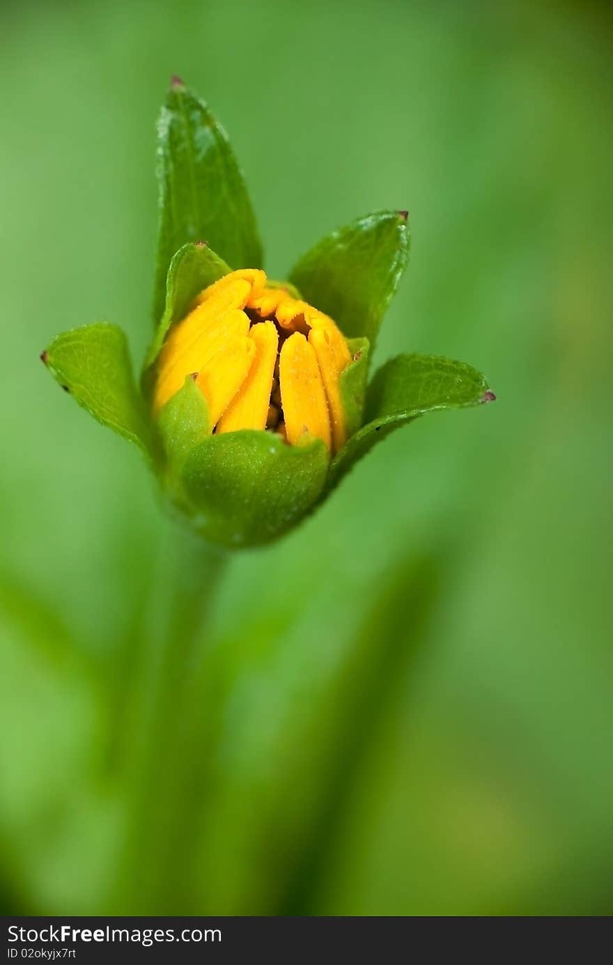 Yellow Flower