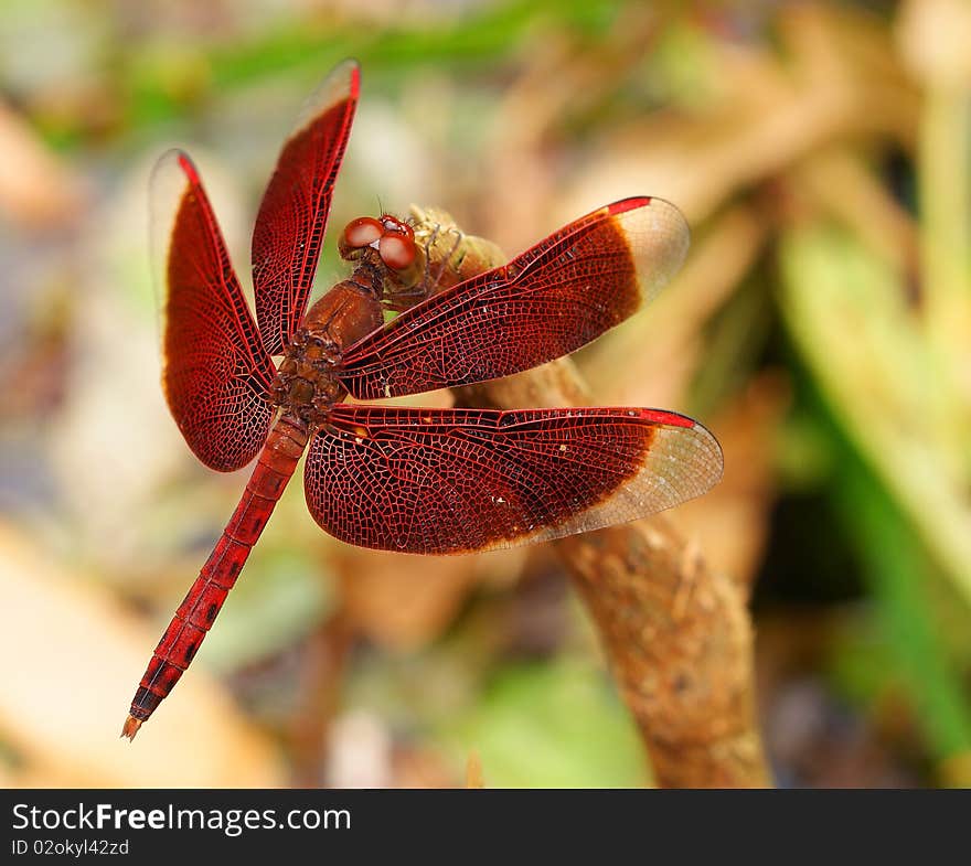 Close up shot of a red dragonfly