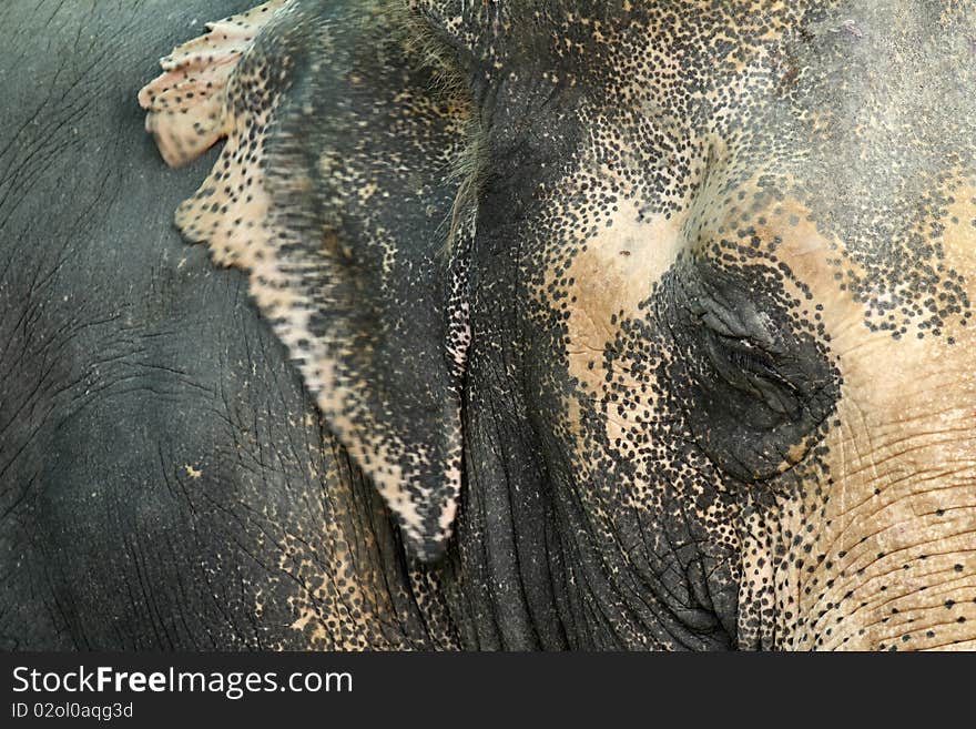 Color characteristics of the Thai Elephant.