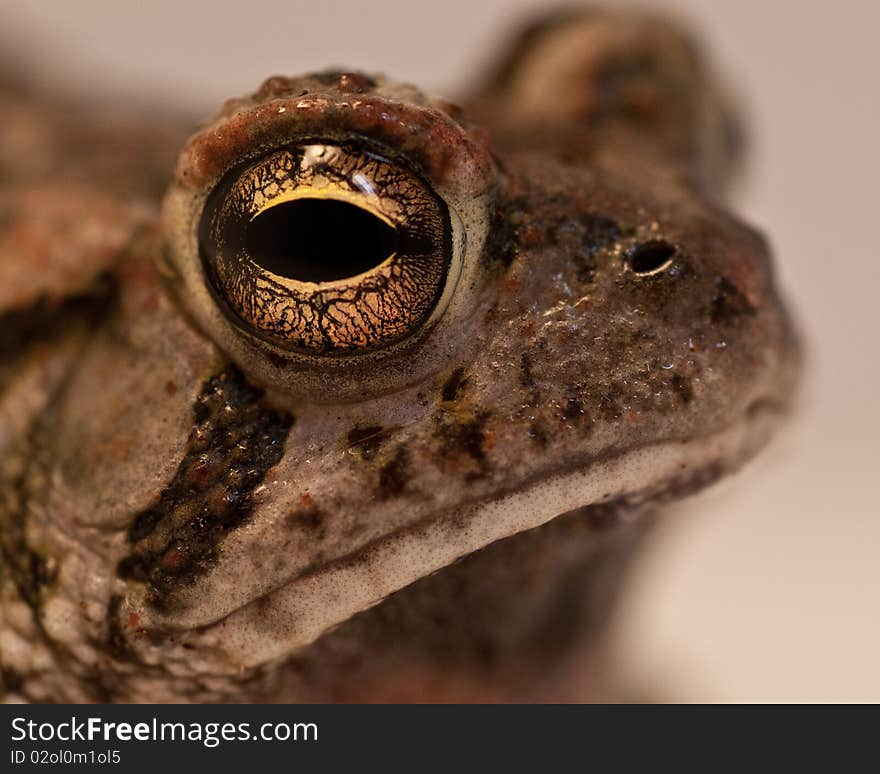 Toad Closeup