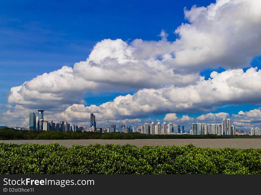 Mangroves And City