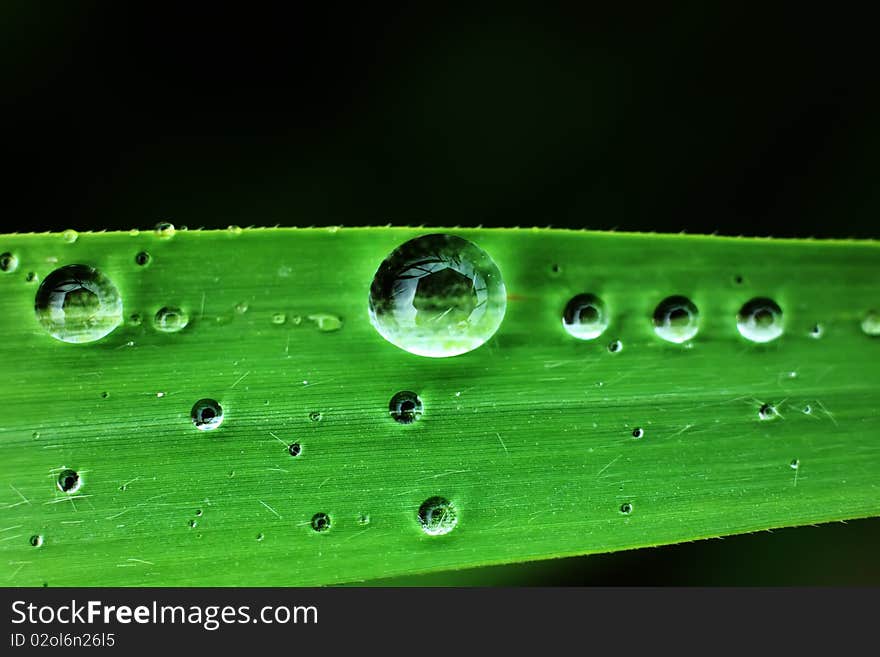 The transparent drop of water  on green leaf. The transparent drop of water  on green leaf