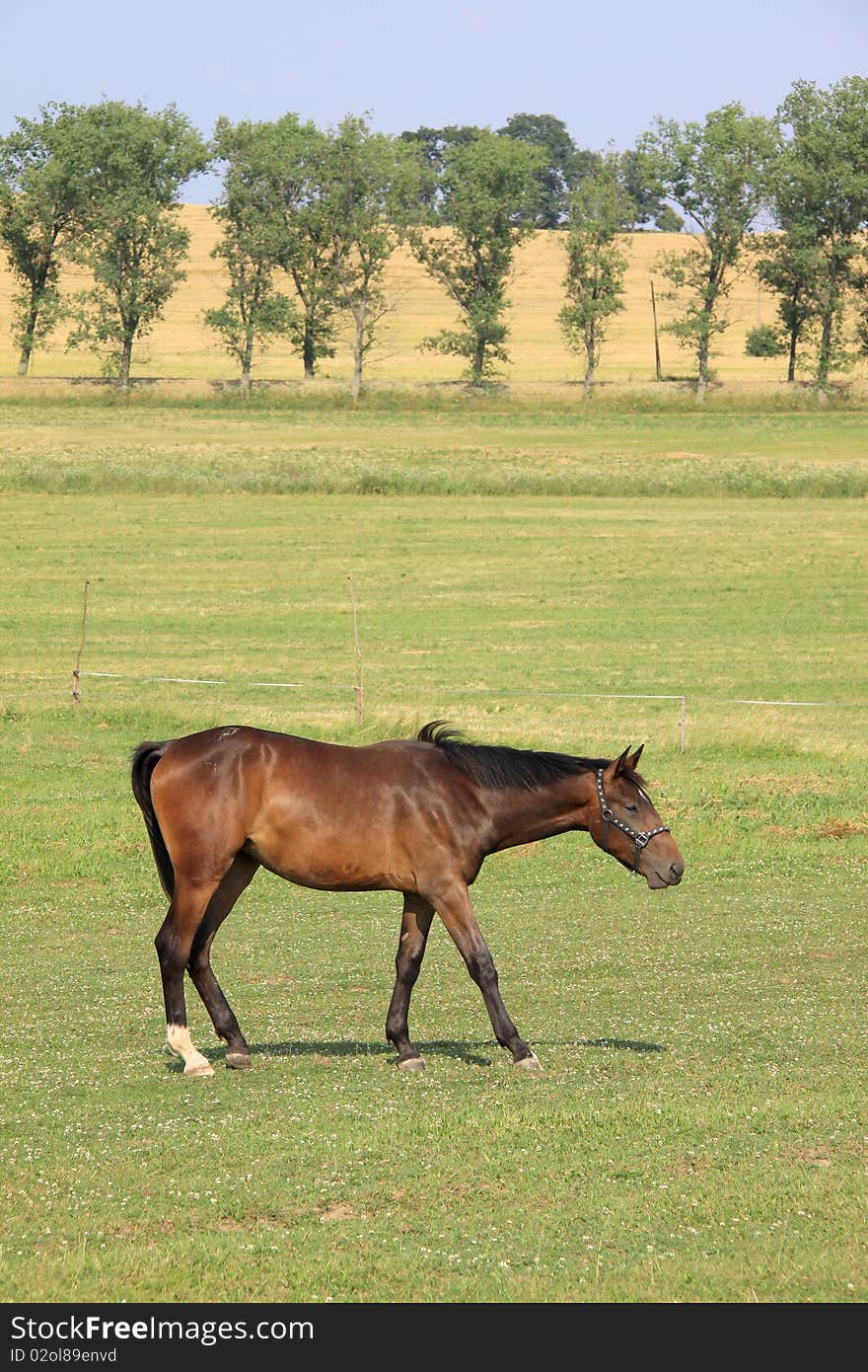 Brown Horse On The Green Pasture