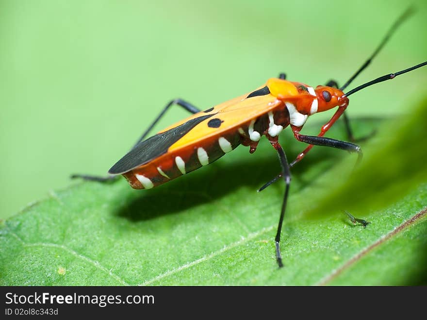 Orange Insect