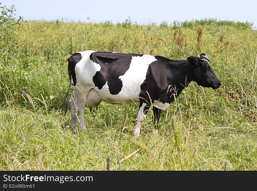 One Old Cow On A Green