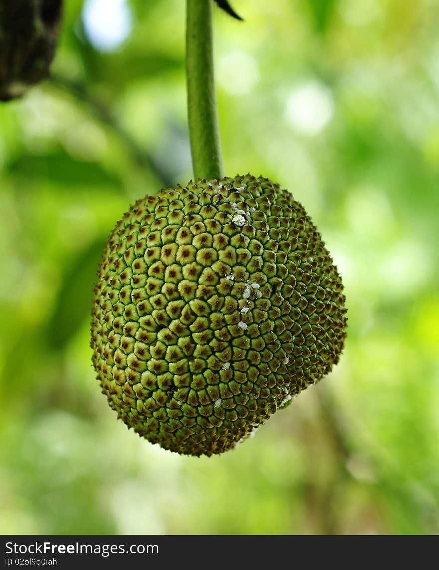 Young jackfruit hanging on the tree