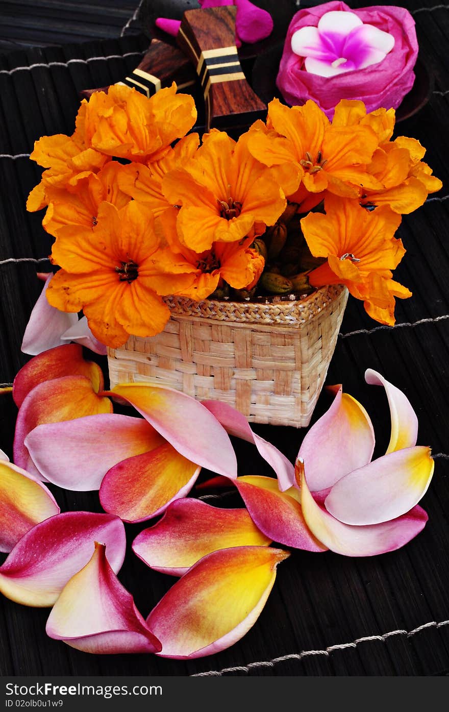 Tropical frangipani flowers on dark background