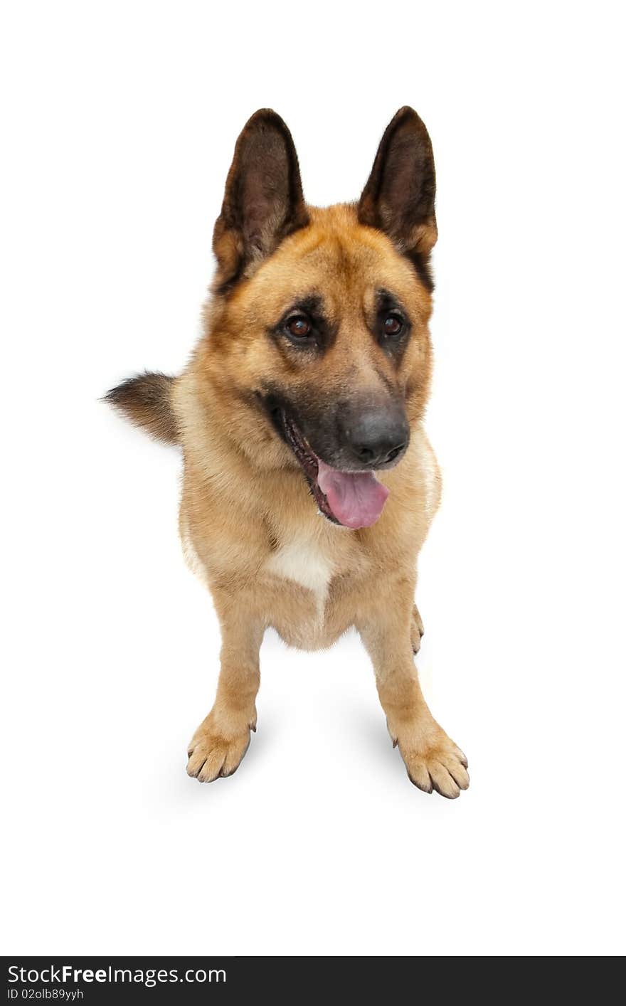 Beautiful German shepherd on a white background.