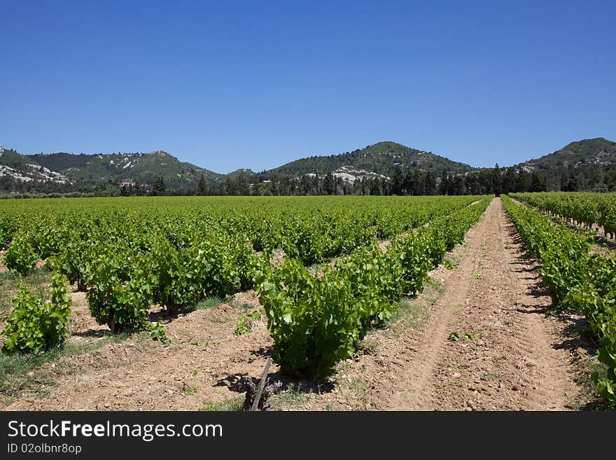 Rows of vines with hills in the background