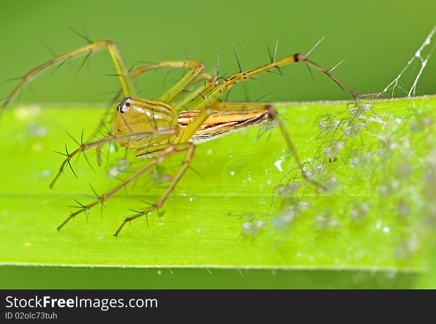 Lynx Spider And Babies