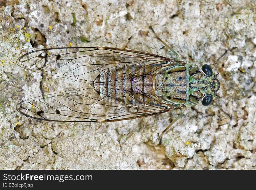 Small Cicada Beetle