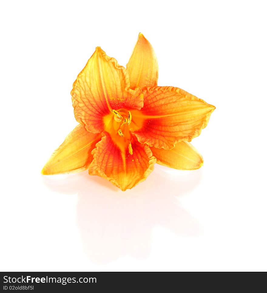 Flower a lily on a white background is isolated. Flower a lily on a white background is isolated