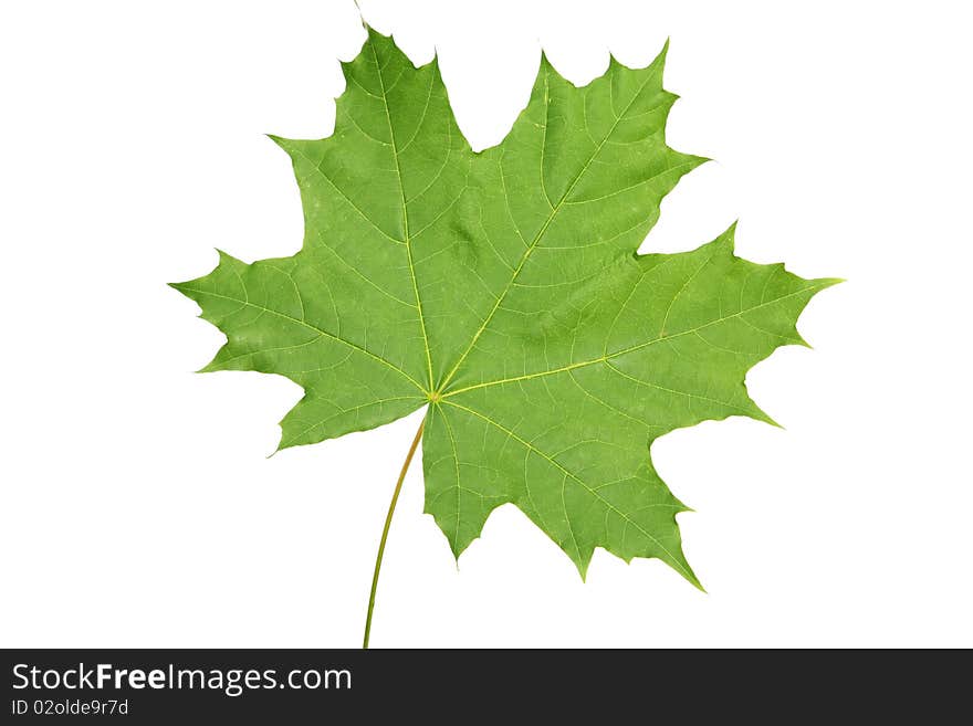 Green maple leaf, on a white background is isolated. Green maple leaf, on a white background is isolated.