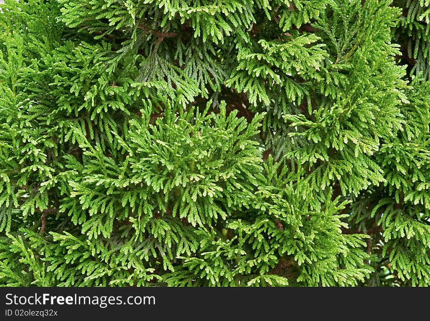 Fluffy Needles Of Thuja