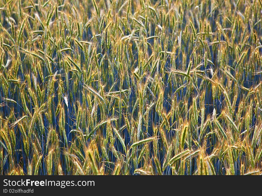 Corn field with spica and structured spear