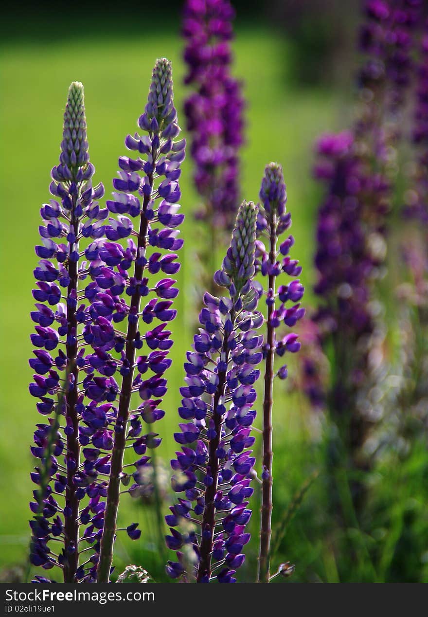 Colorful Foxgloves