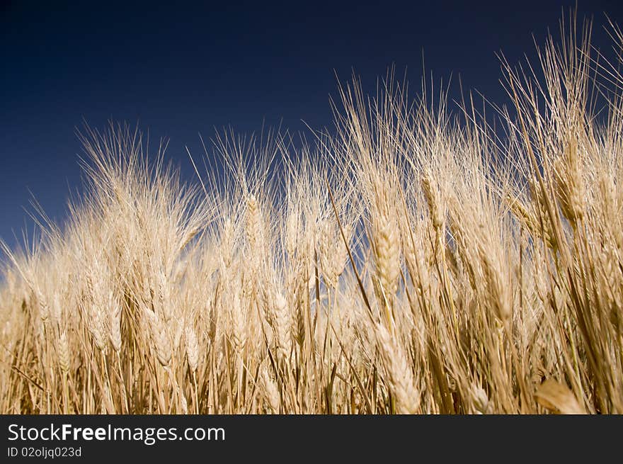 Detail of cereal spikes in the acre of cereals