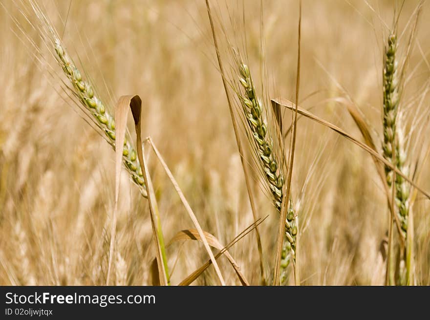 Detail of cereal spikes