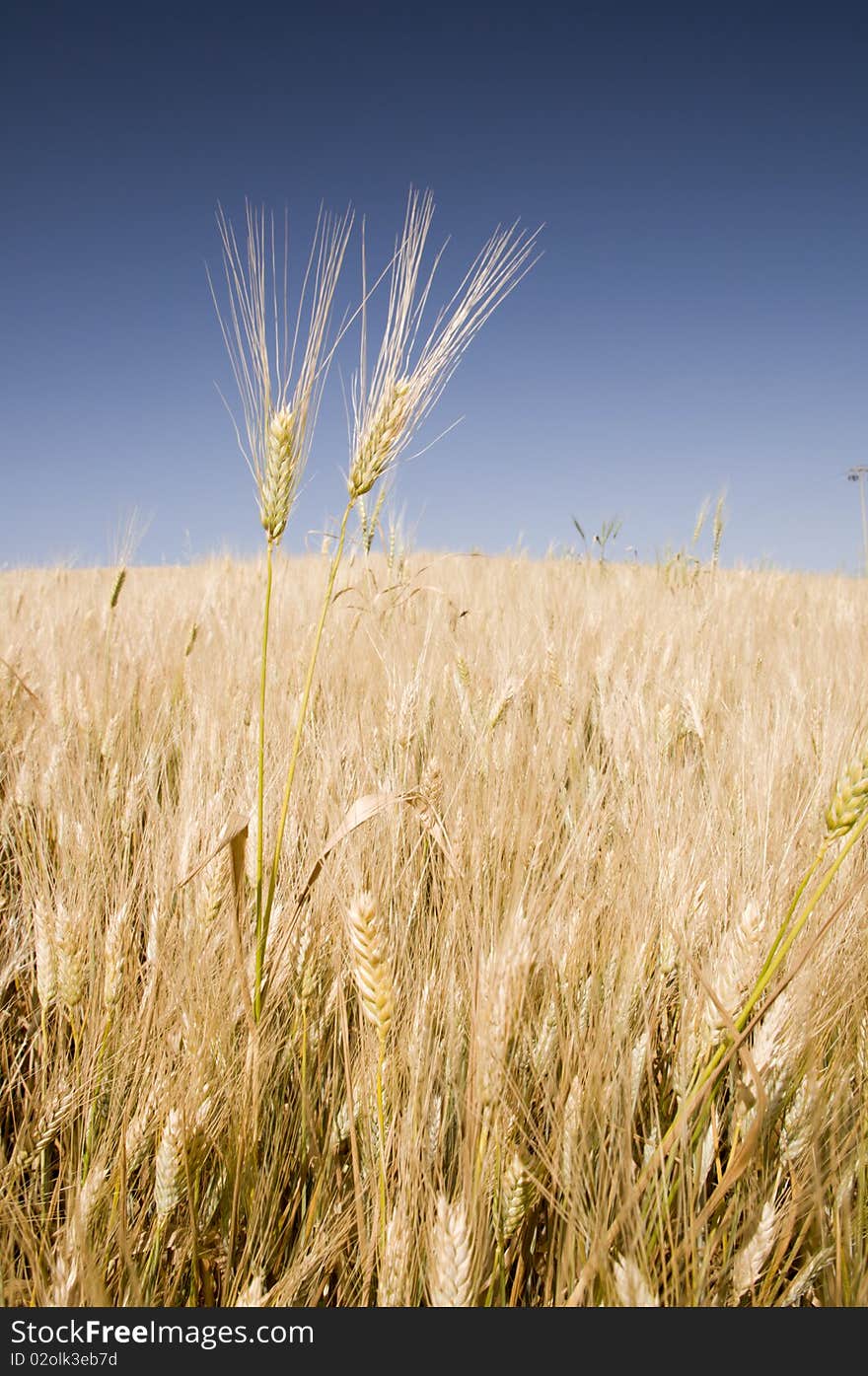 Detail of cereal spikes against the blue sky