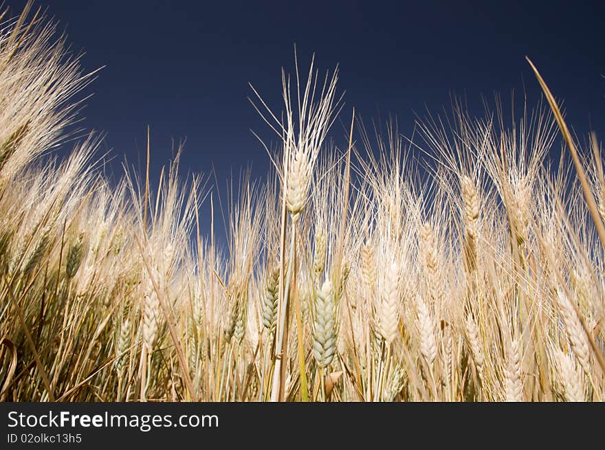 Detail of cereal spikes against the sky