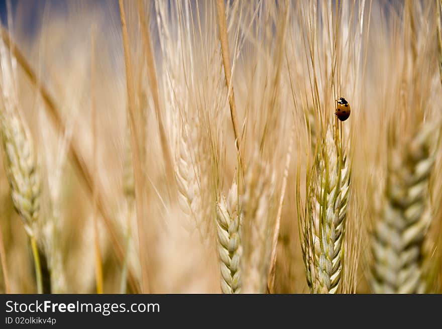 Detail of cereal spike