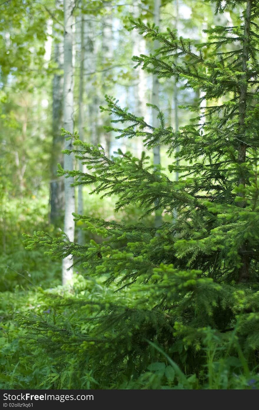 Young fir twigs in green light forest. Young fir twigs in green light forest.