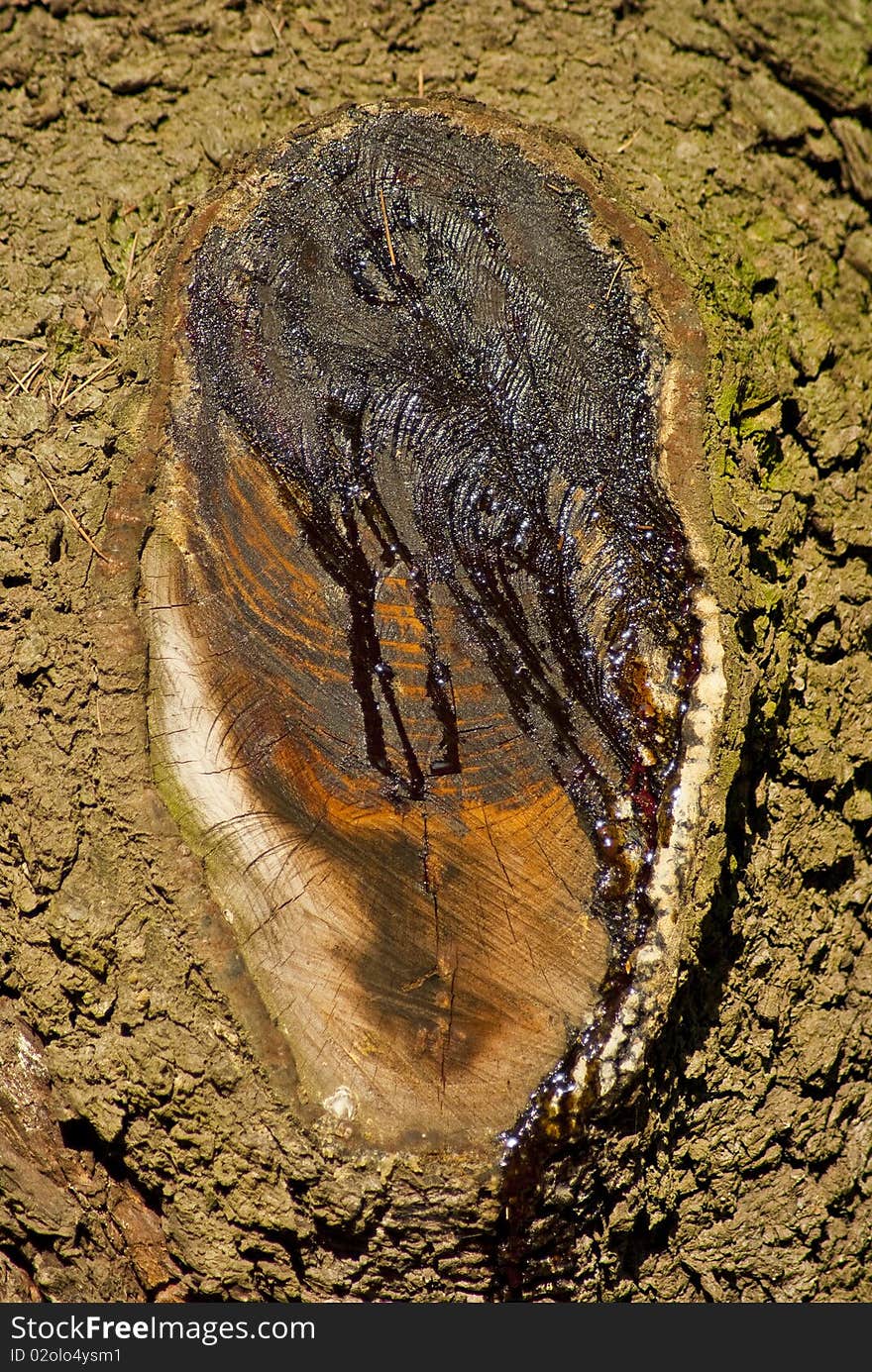 Tree branch cut off with liquid oozing out