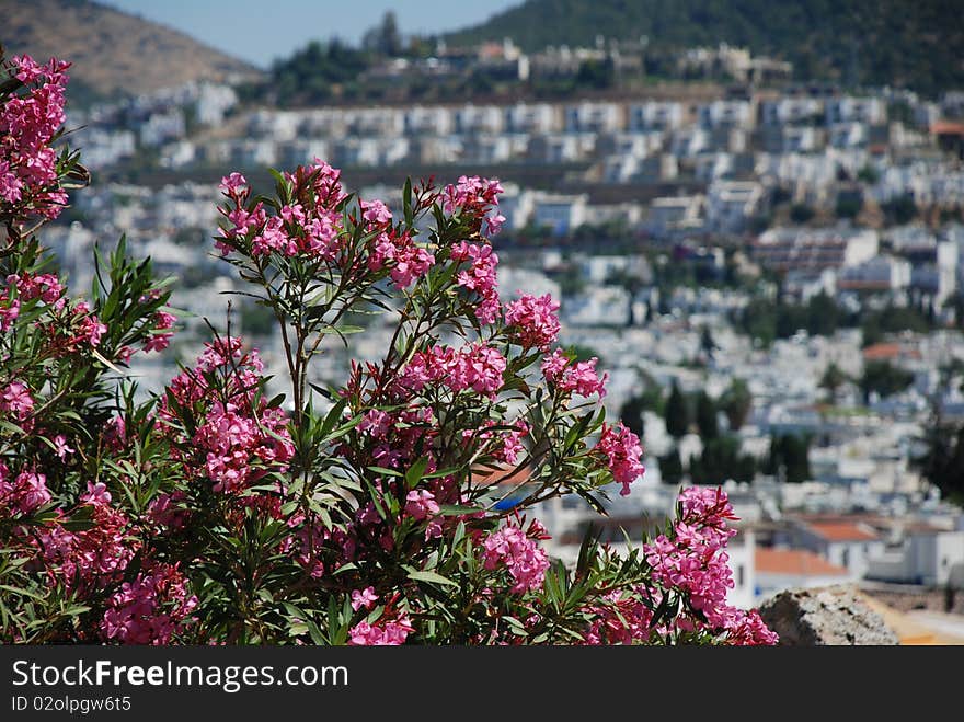 Spring flowers