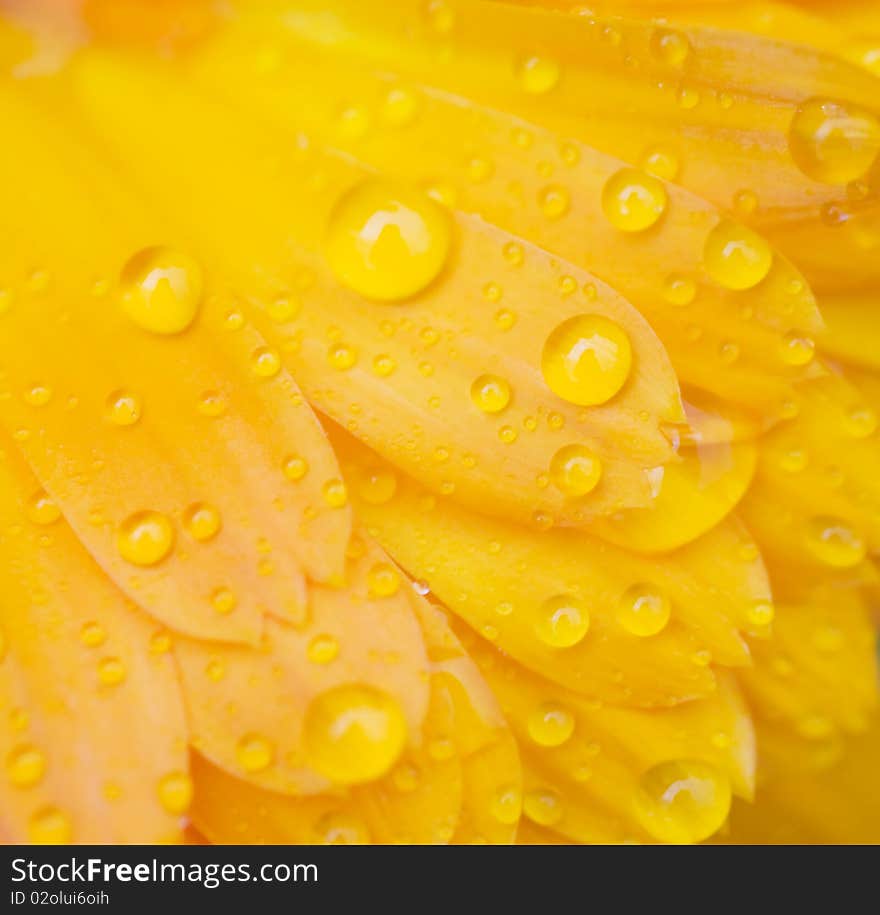 Dew drops on a flower