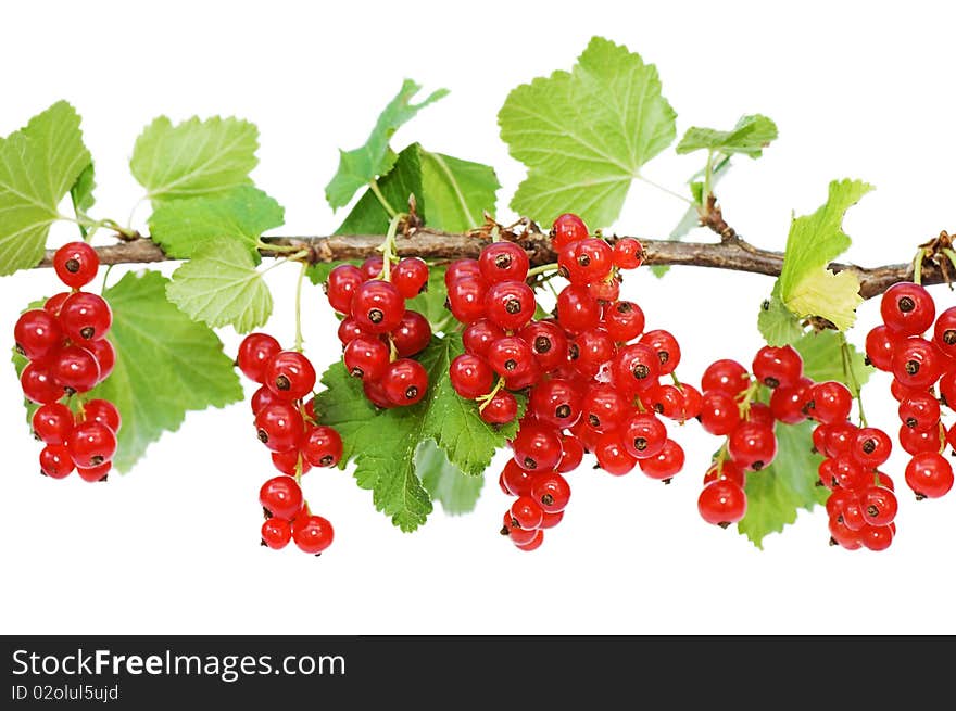 Branch of a red currant