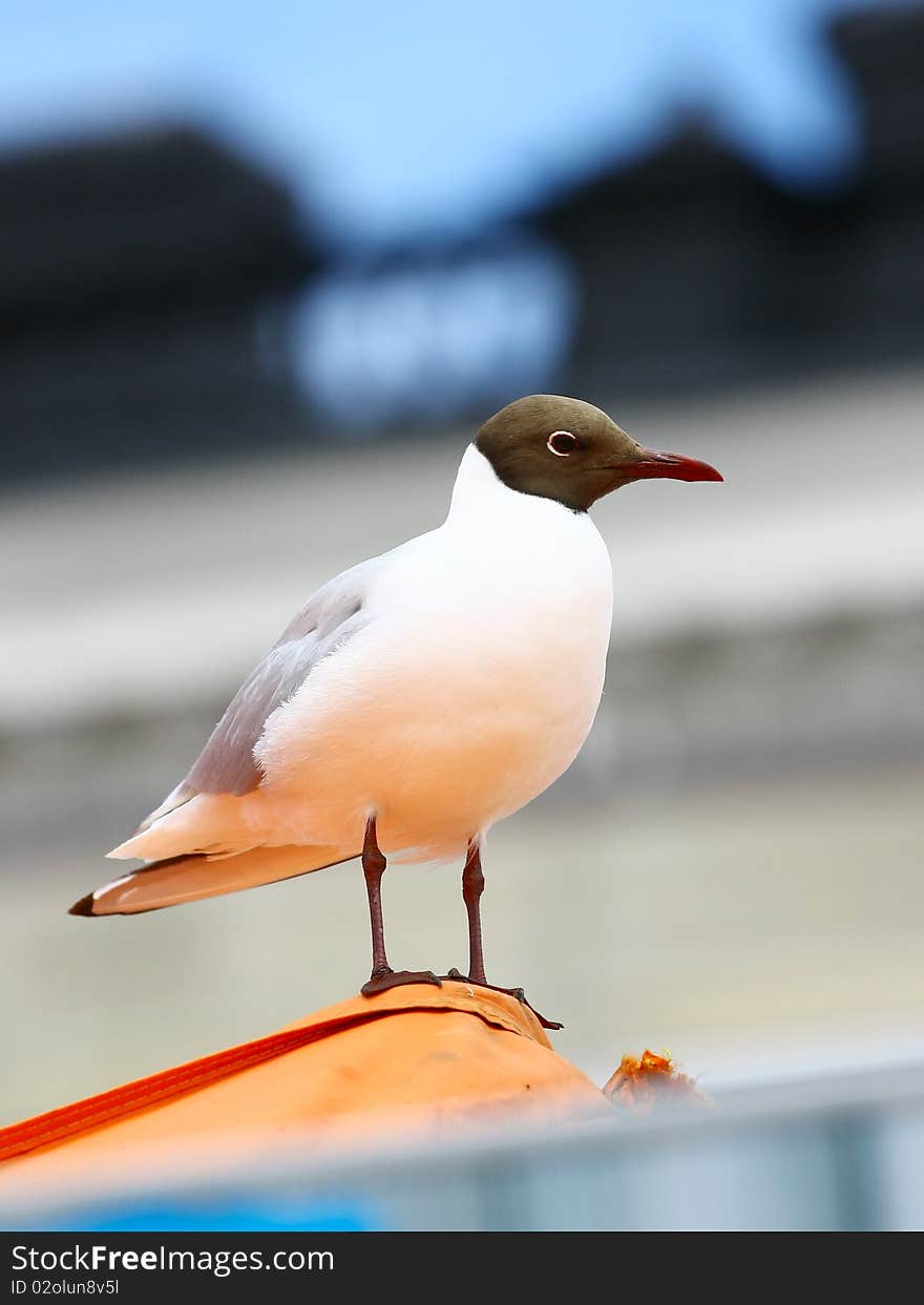 Seagull sits on the shore