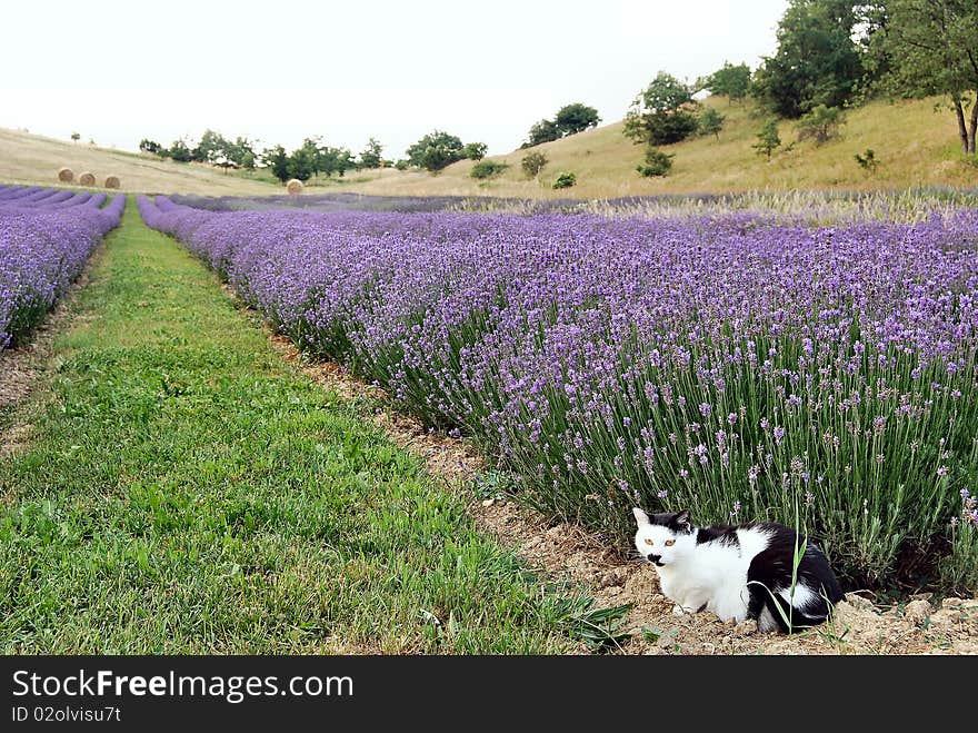 A cat in a field of lavender. A cat in a field of lavender.