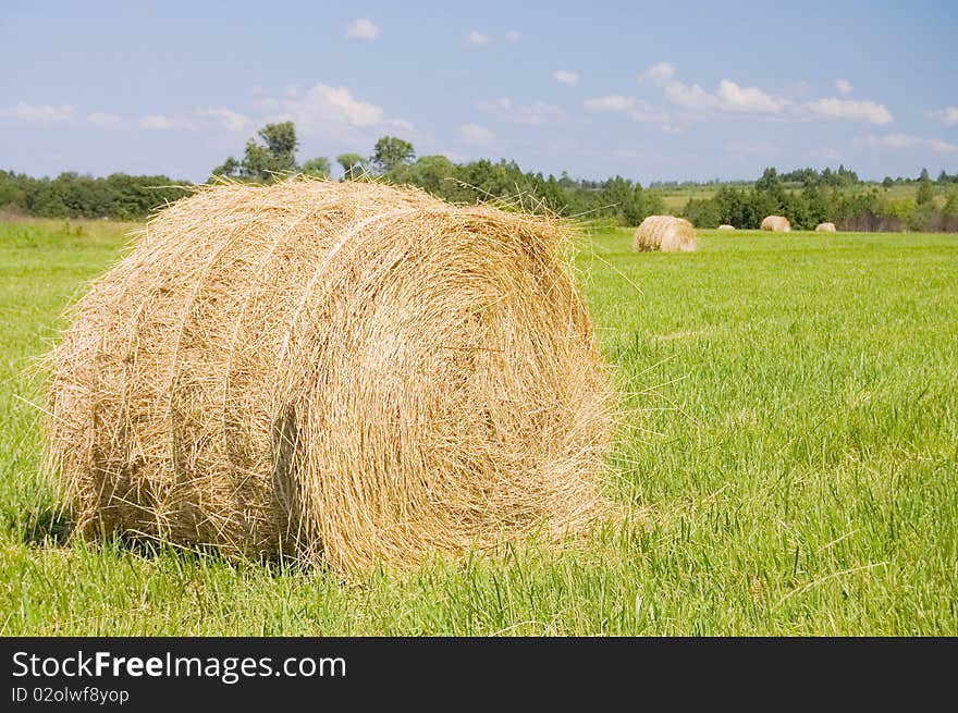 Haystacks harvest against the skies summer