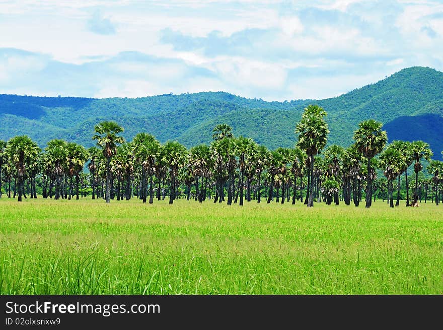 Rice Farm With Coconut Tree