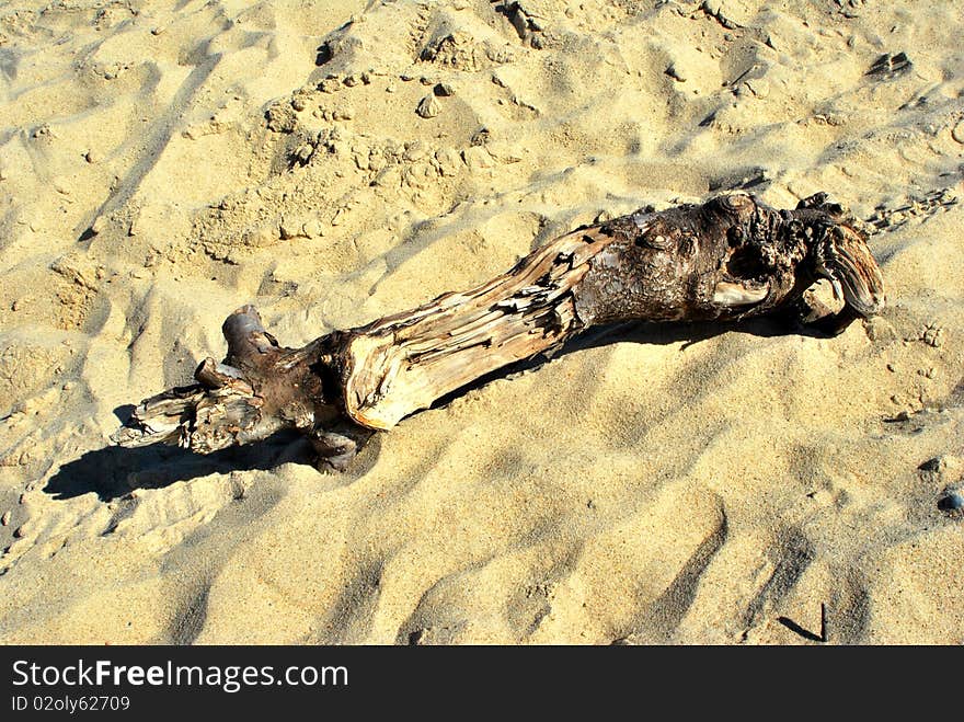 Driftwood found on the beach over tropical sand